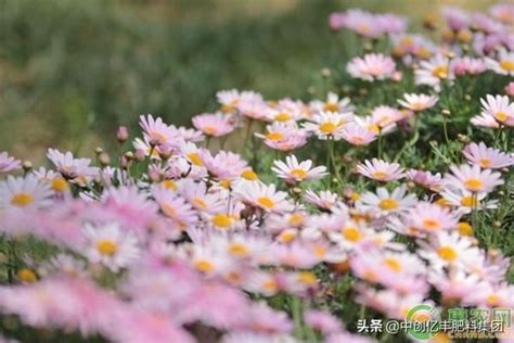 瑪格麗特不開花